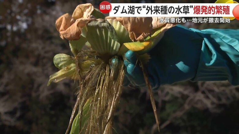 春になると繁殖を再開するという