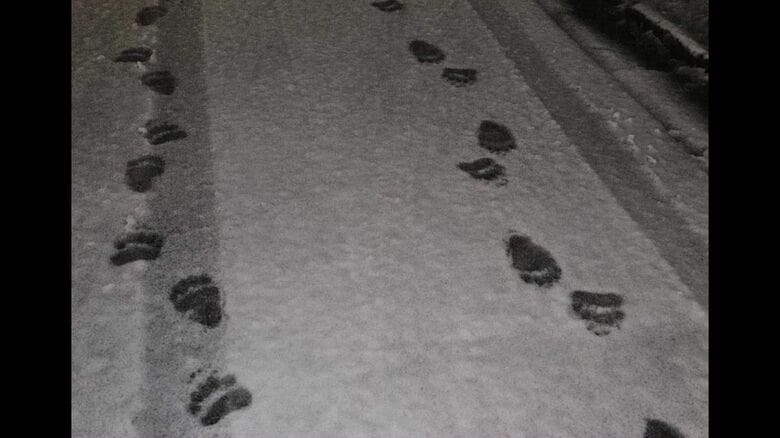 現場周辺の道路で見つかった幅11センチほどのクマの足跡（提供：札幌市）