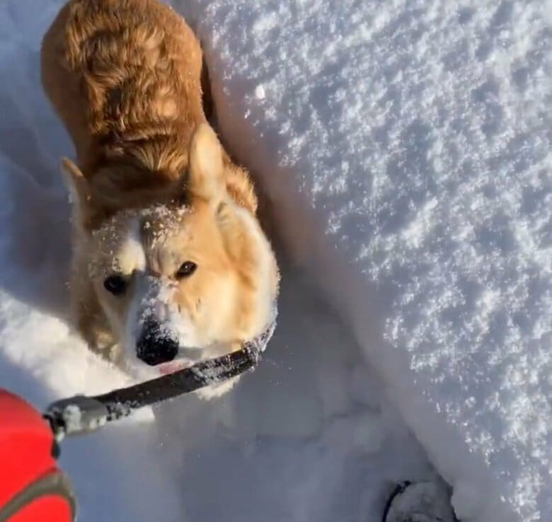 提供：むぎん家＠きよらさん