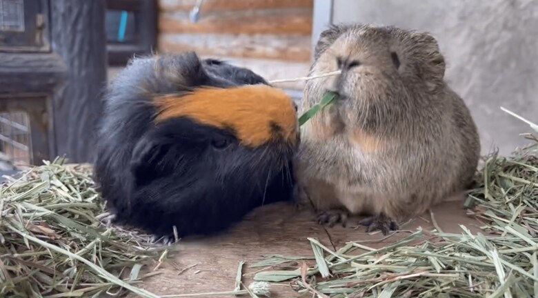 きのこちゃん（左）ともくちゃんの戦い