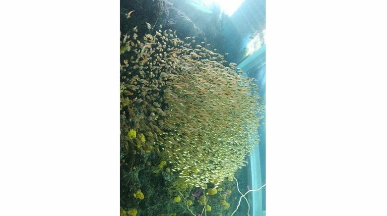 水中からのキンメモドキ（提供：アクアマリンふくしま）