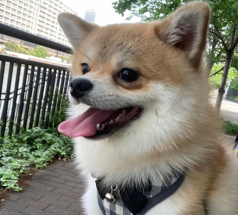 お散歩中の様子