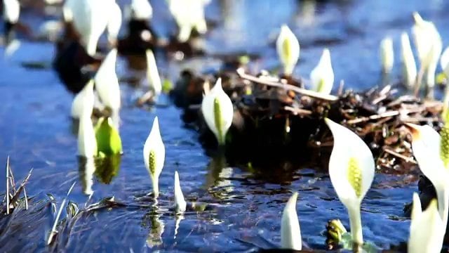 春はミズバショウも可憐に