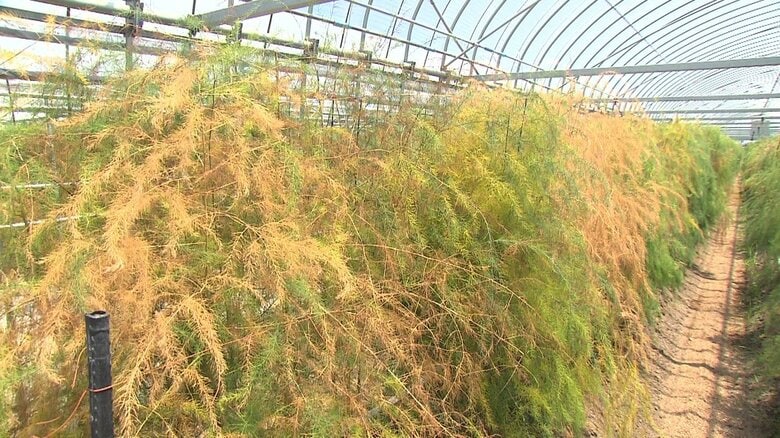 除草剤で枯れた大量のアスパラガス