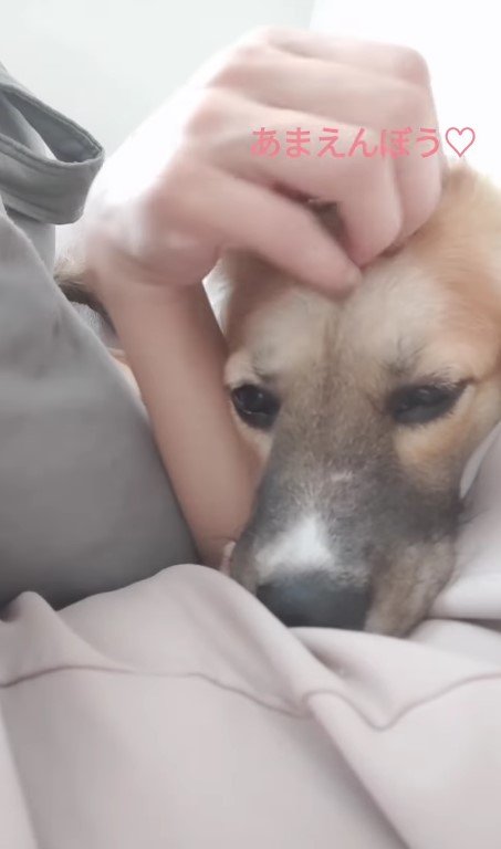 提供：kurumi-chiharuさん