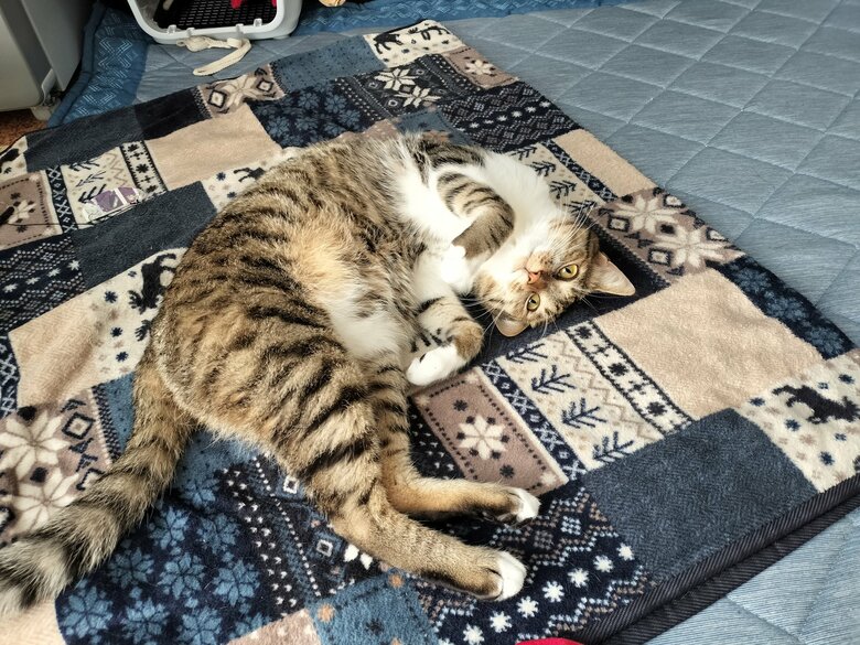 提供：猫のテトさん