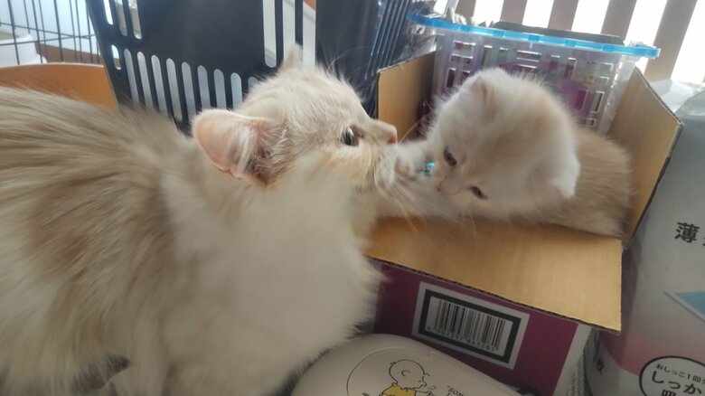 ちゃたくんは、きなこちゃんに似ているとのこと