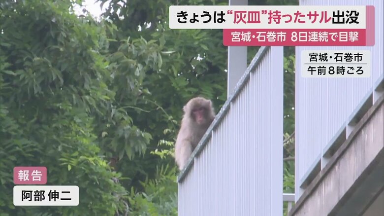 高い所を悠々と移動するサル（28日午前）
