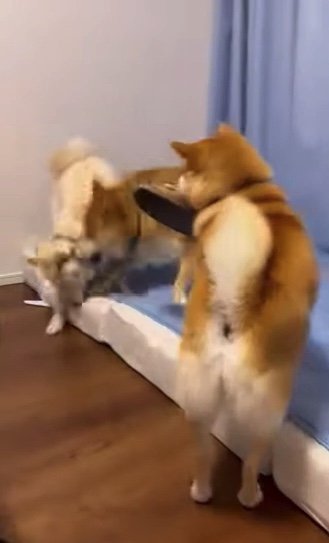 提供：柴犬ポポ(7)リブ(4)ラム(4)さん