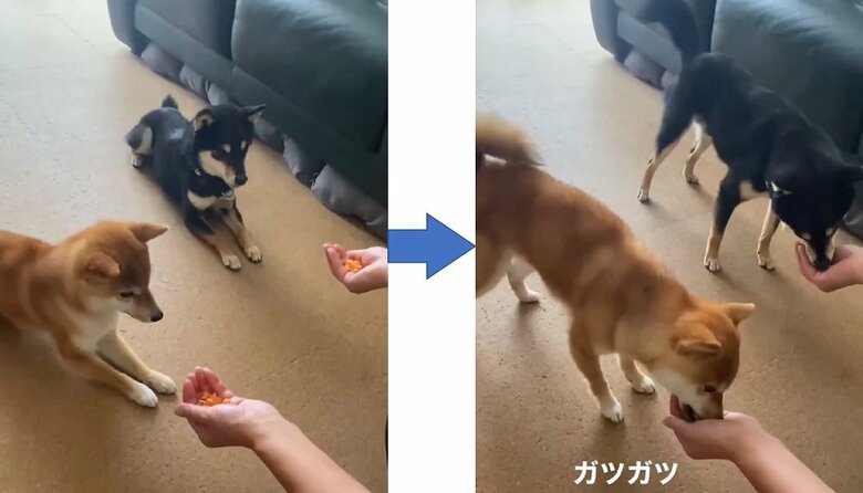 しっかり「伏せ」を成功する2匹