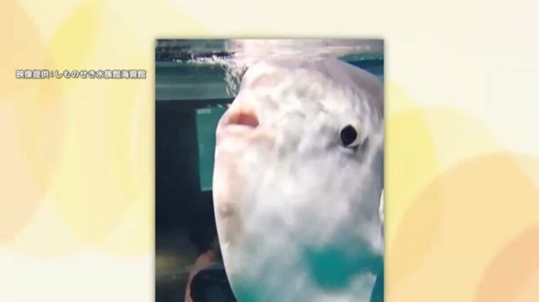 クラゲを丸のみするマンボウ