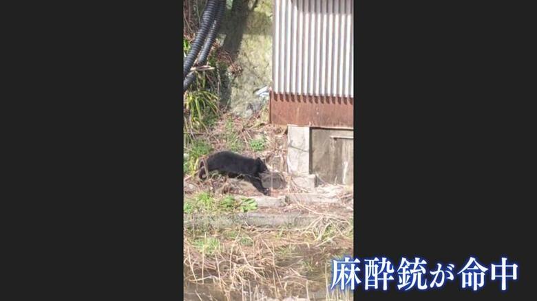 麻酔銃が命中し、穴から飛び出したクマ