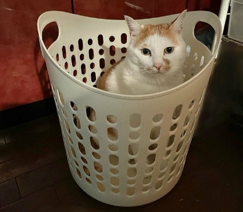 かごにすっぽり