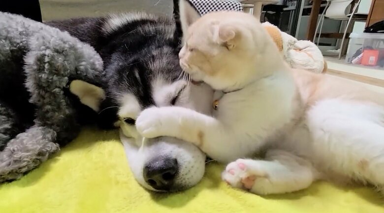 提供：犬と猫の親バカ日記さん