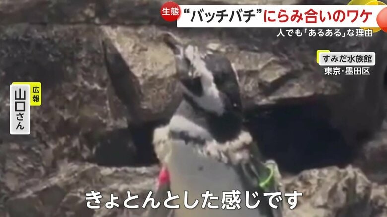 「“しらたま”からしたら『全然近くなくない？』みたいな、きょとんとした感じです」と話す水族館の担当者