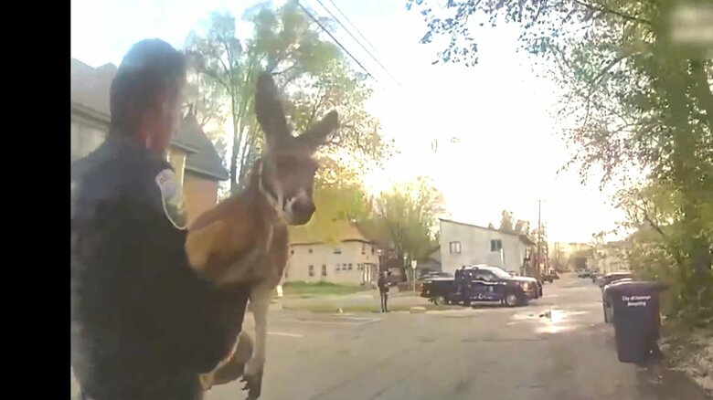 警察官に確保されるカンガルー