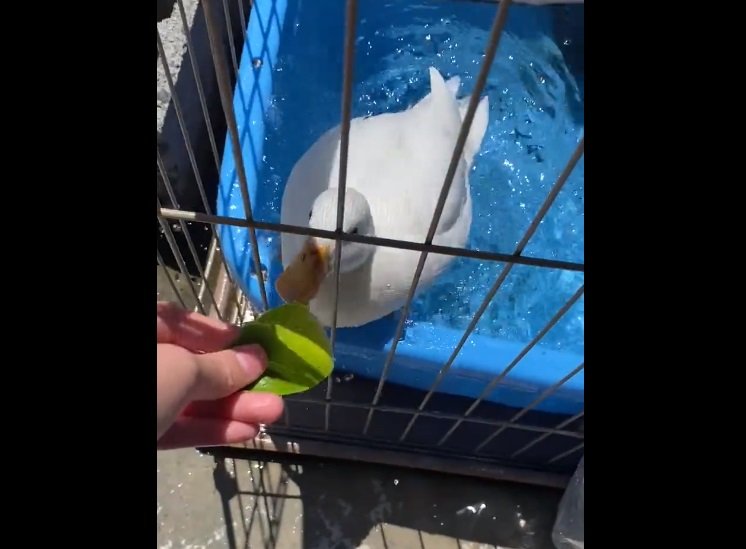 あんまり好きじゃない小松菜もおなかが空いていればモグモグ