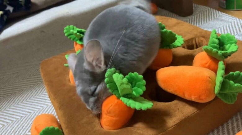 提供：金太郎の日常さん