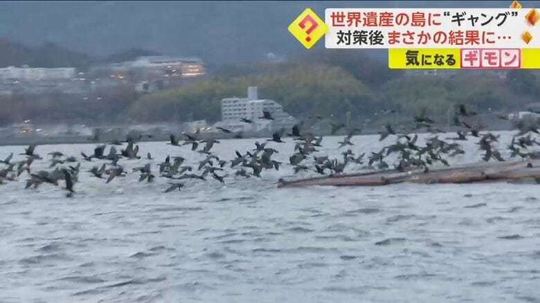 カワウの大群が一斉に飛び立つ様子