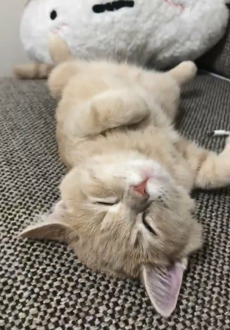 子猫時代からへそ天をしている