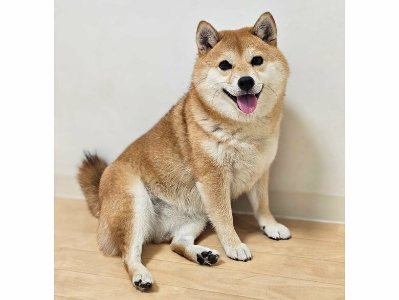 あずきちゃん（提供：kuroazu_beansさん）