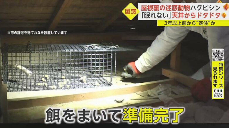 捕獲のため天井裏にわなを運び、フンの近くに仕掛ける