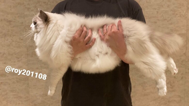 提供：ロイくん@roy201108さん