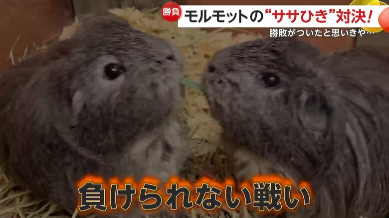 テーキアツとコーキアツの笹を巡る争い