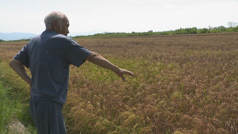 塩害を受けた稲