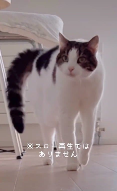 ゆっくりゆっくり近寄って…