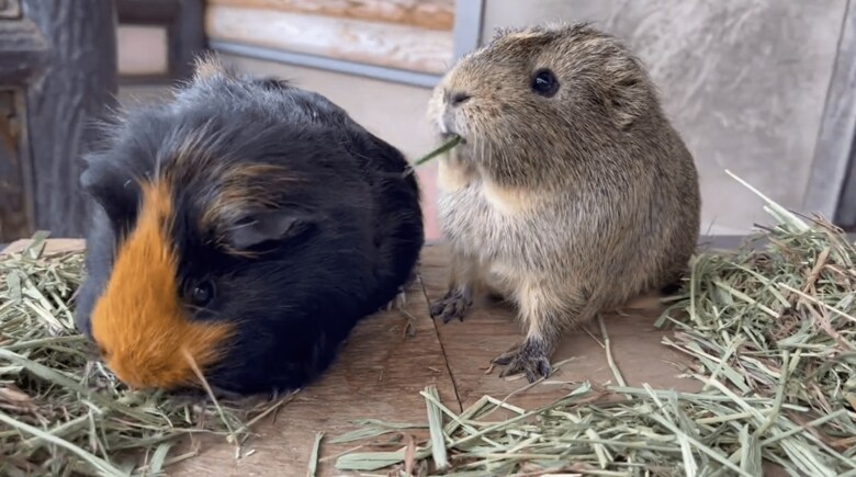きのこちゃん（左）ともくちゃんの戦い