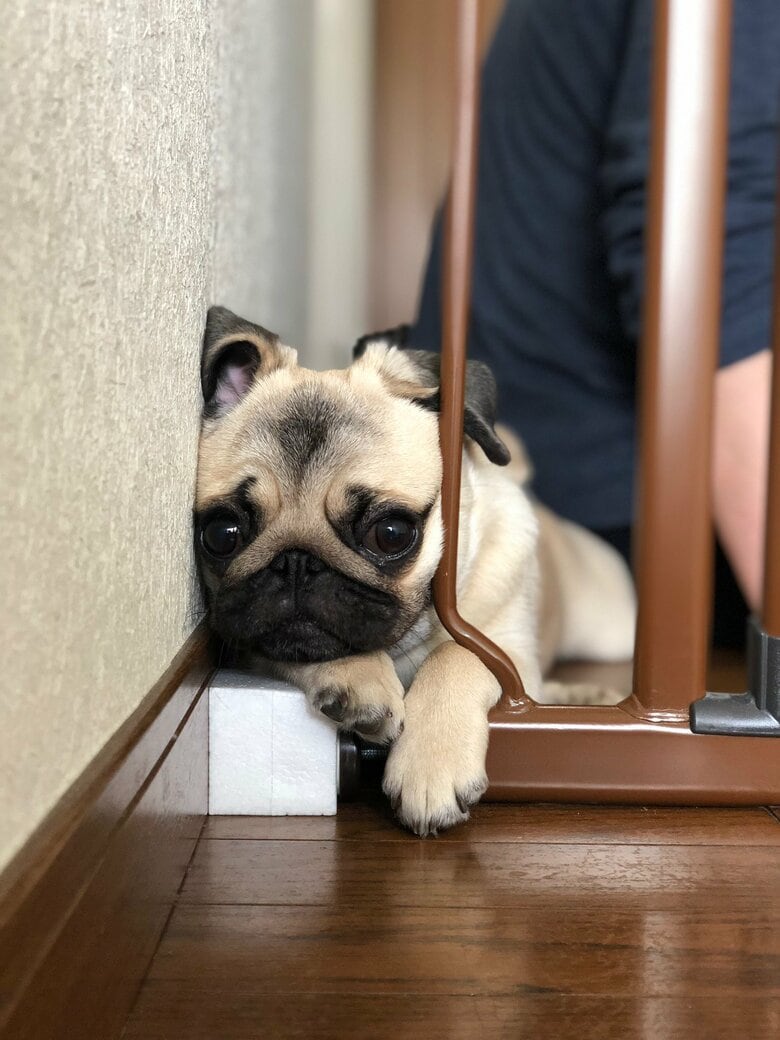 くるみちゃんのパピー時代