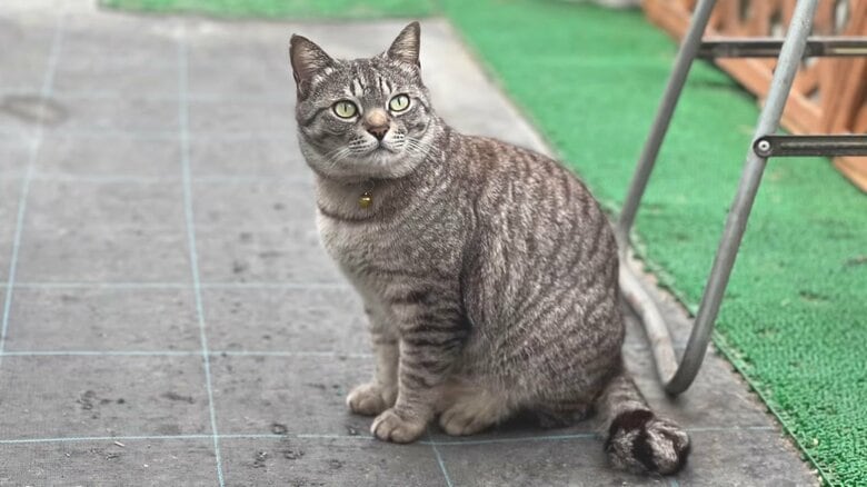 今回の主役、コタローくん