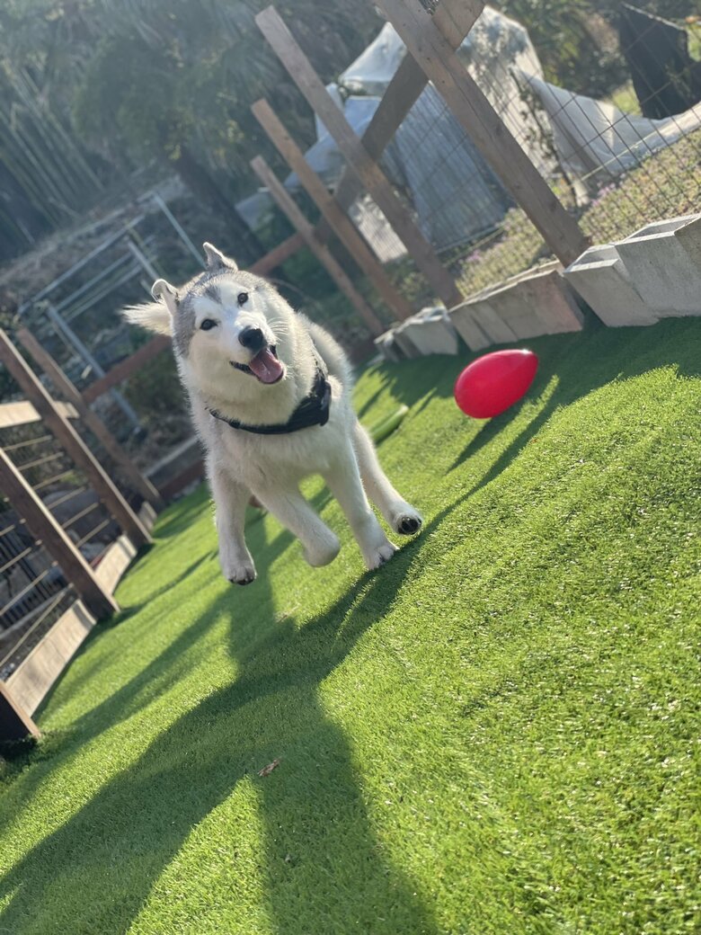 提供：スカイさん