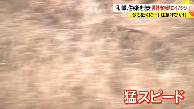 イノシシ
