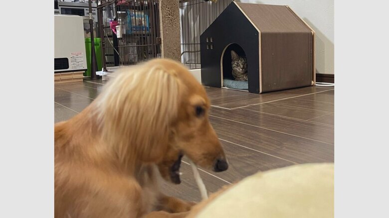 おやつを食べるボンくん。遠くから見つめるねこくん