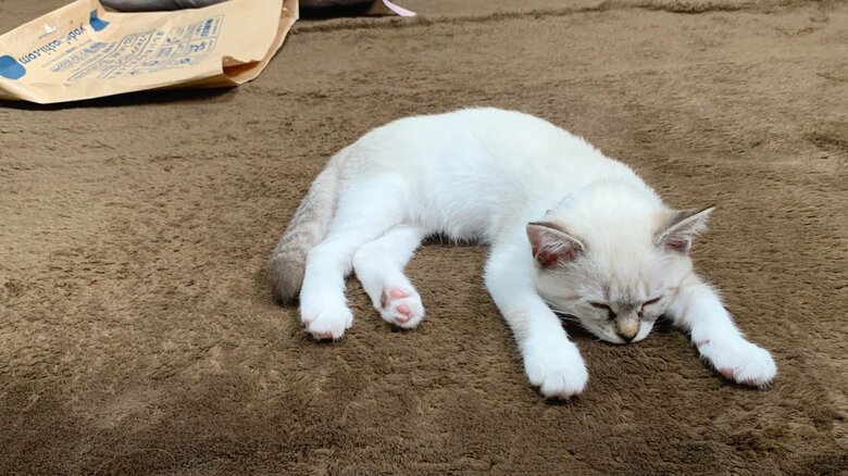 こめくんはよく眠るという