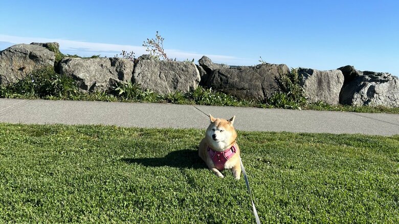 散歩中には“拒否柴”になることもある