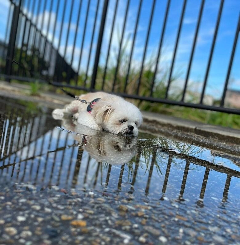 水たまりでひと休み