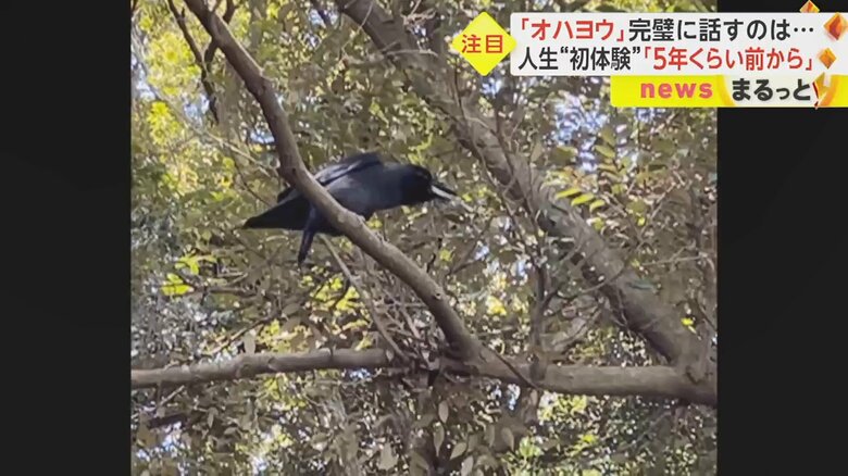 「オハヨウ」と鳴いていたのはカラスだった