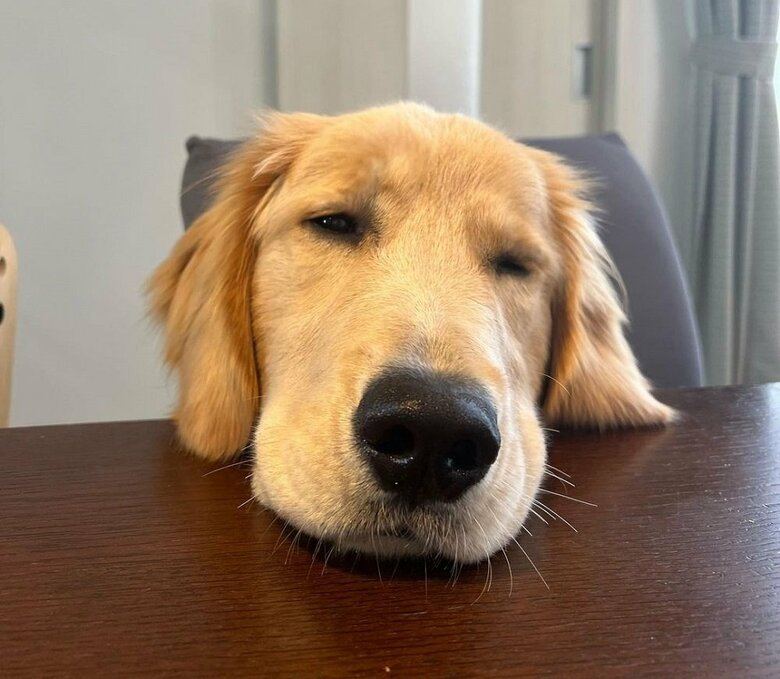 眠い…とあごのせ