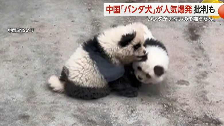 じゃれ合う“パンダ犬”