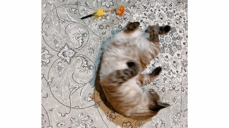 帰宅すると、少し怒ってゴロンするモネくんが…