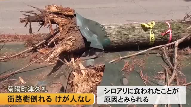 シロアリに食われたことが原因か 菊陽町津久礼で街路樹倒れる けが人や交通規制なし【熊本】