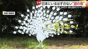 日本にいるはずのない“謎の鳥”…中国原産の外来種「ハッカン」か　声はフクロウ・見た目はクジャク　宮崎・西都市