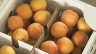 「ぜひ生で味わって」　特産のアンズの出荷が本格的に始まる　心配された凍霜害も無く高品質の実に　出荷は7月上旬まで続く　
