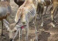 “奈良のシカを虐待”通報を受け…奈良市が立ち入り調査　管理団体は否定　なぜ野生のシカを保護？