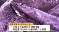 【サンマ漁】「水揚げ日本一」の根室・花咲港も低調_1日の水揚げ量は不漁だった2025年の1割程度の日も…2026年の来遊量は記録的不漁だった2025年の半分程度“少なくとも11月下旬”まで低水準か