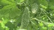 ビタミンCやカリウム豊富　夏野菜「ゴーヤ」出荷ピーク　鮮やかな緑のカーテンをかきわけ収穫作業　大分