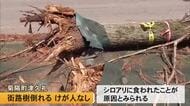 シロアリに食われたことが原因か　菊陽町津久礼で街路樹倒れる　けが人や交通規制なし【熊本】
